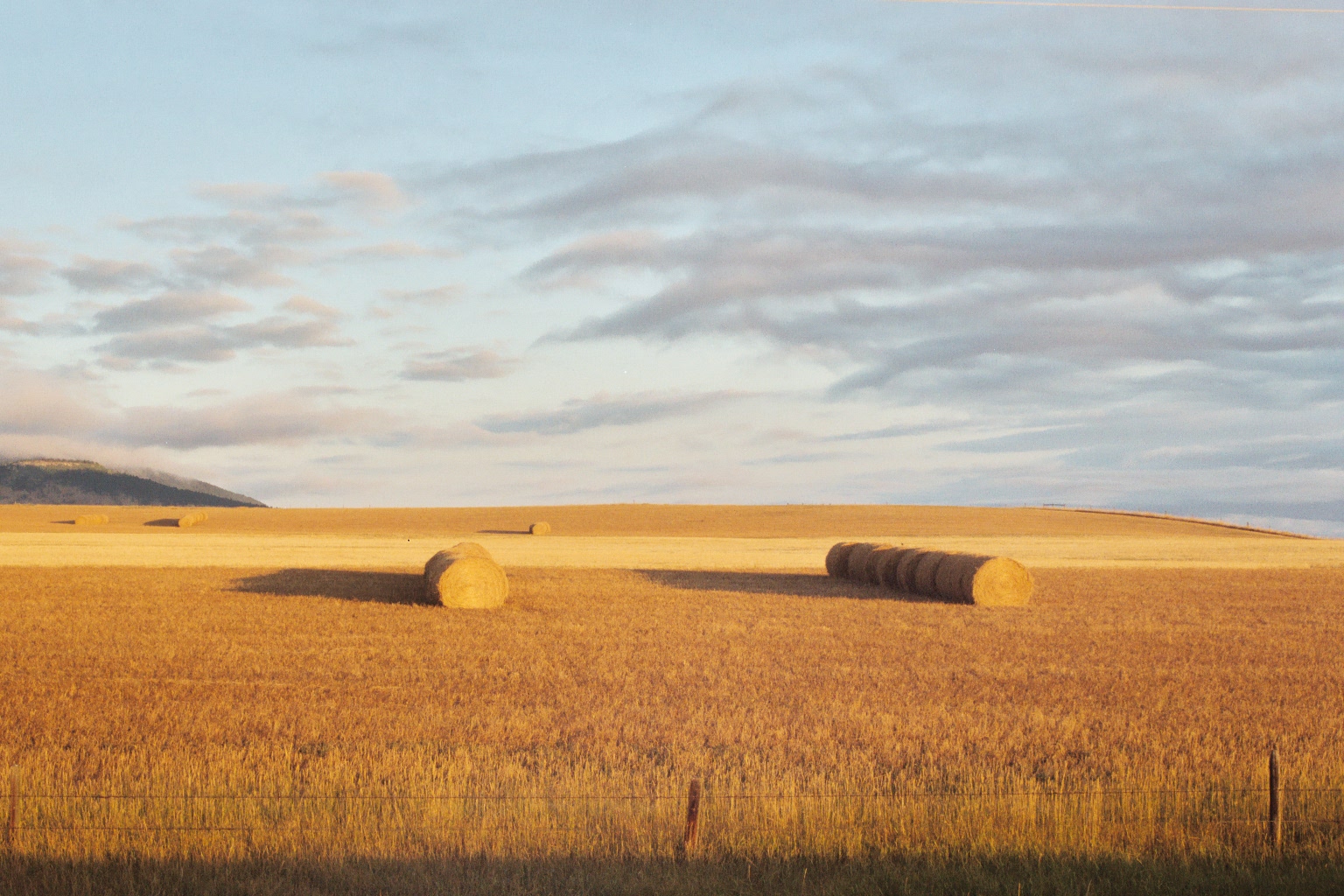 Gold Wheat Wallpaper - Etsy, image size:1536x1024